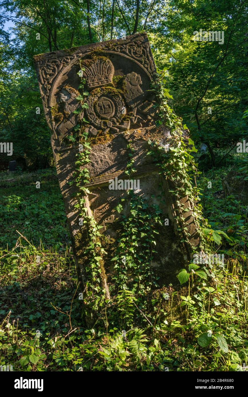 Ivy-covered gravestone at New Jewish Cemetery in Przemysl, Malopolska, Poland Stock Photo
