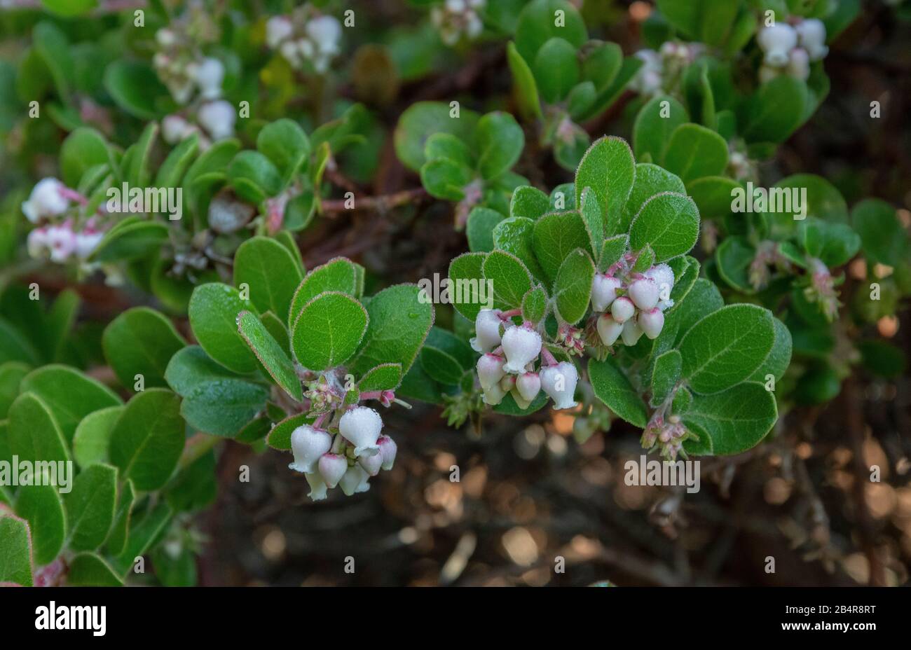 Little Sur Manzanita, Arctostaphylos edmunsii - endemic to the Monterey area, California. Stock Photo