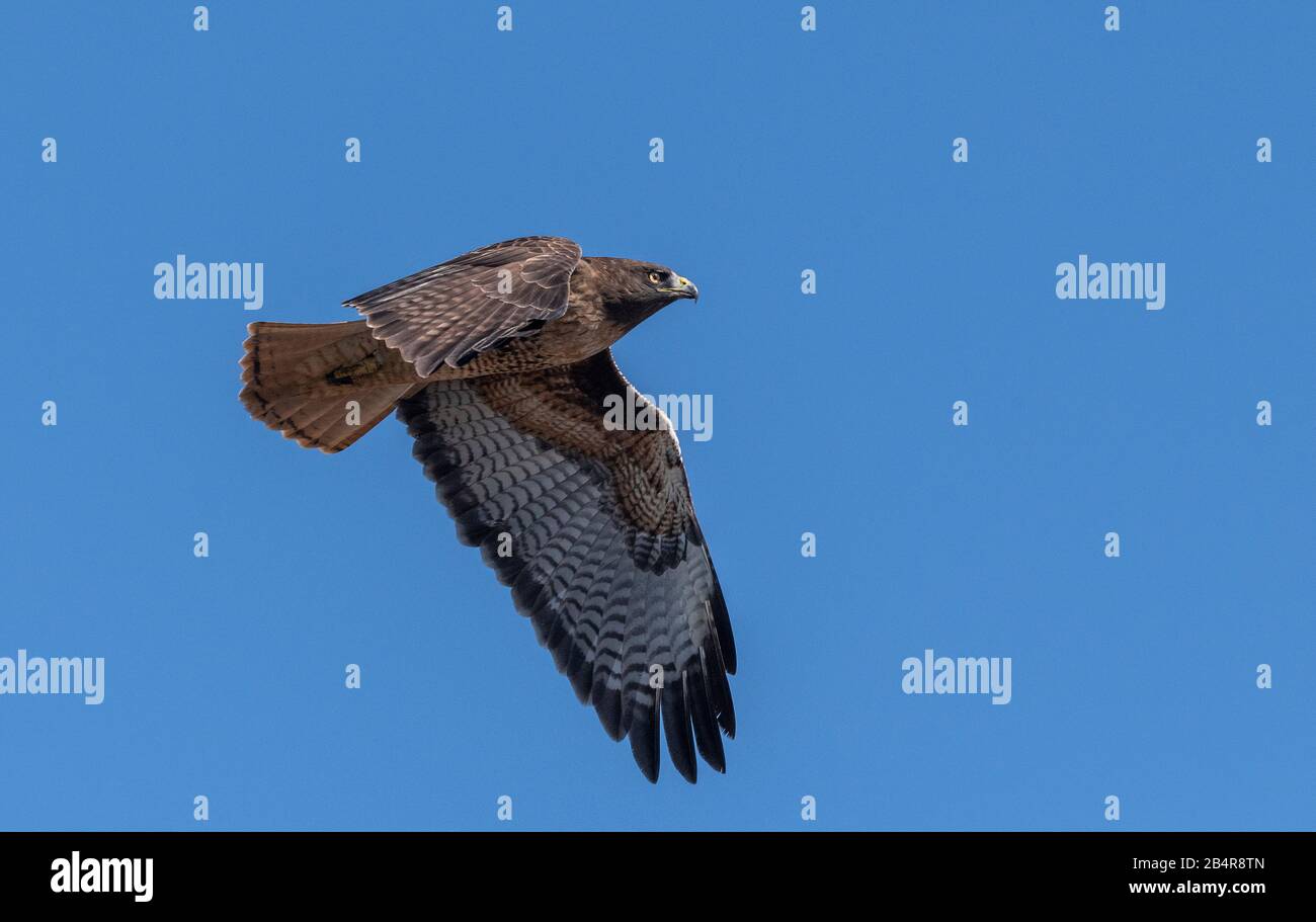 Red-tailed hawk, Buteo jamaicensis, dark form, in flight. Stock Photo