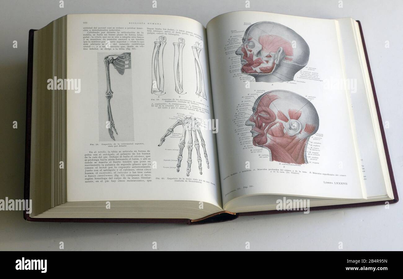 medicine book the muscles of the human body Stock Photo Alamy