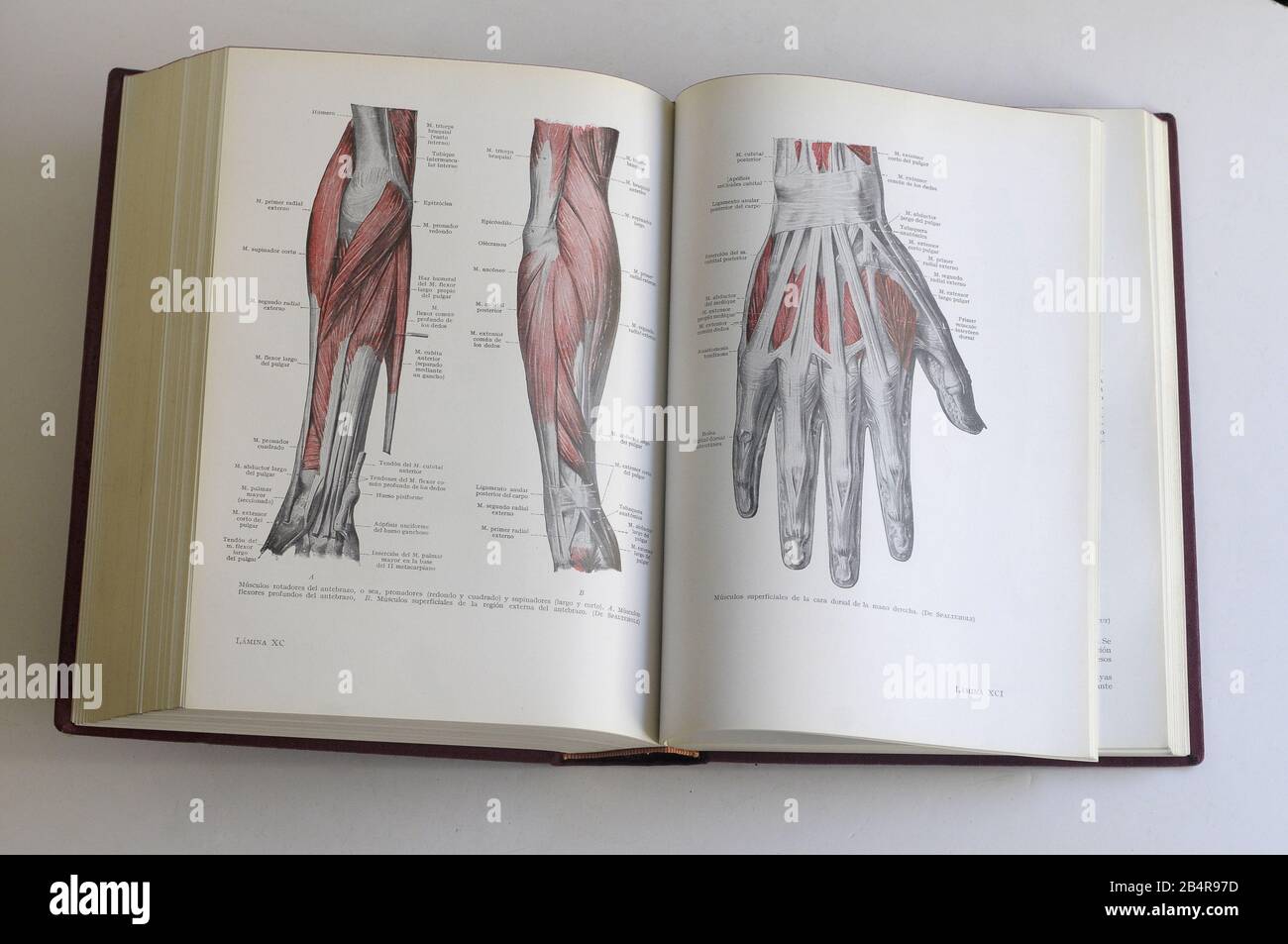 medicine book the muscles of the human body Stock Photo Alamy