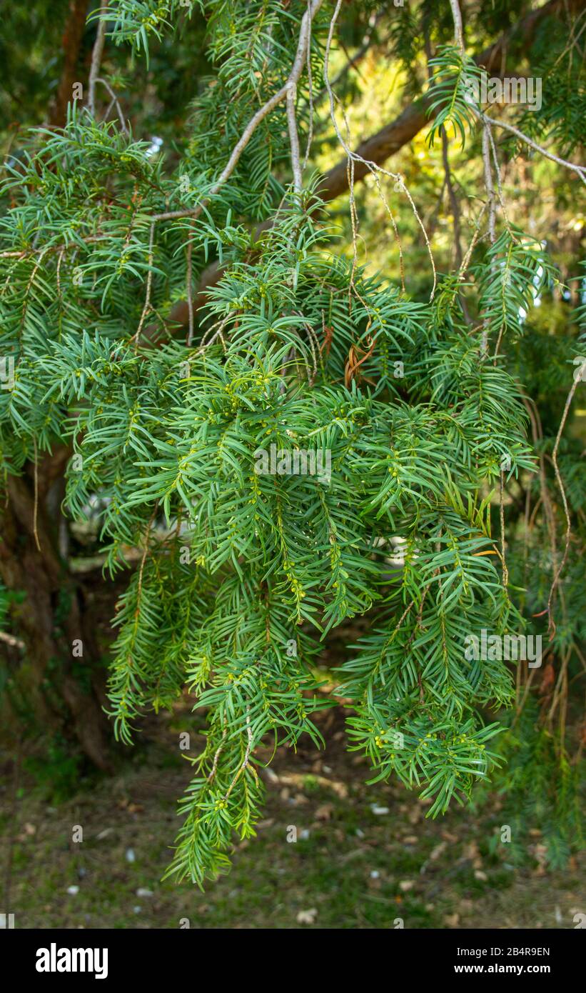 Taxus baccata new shoots growing shrub ornamental plant, fresh green burgeons bunch coniferous plant.  Stock Photo