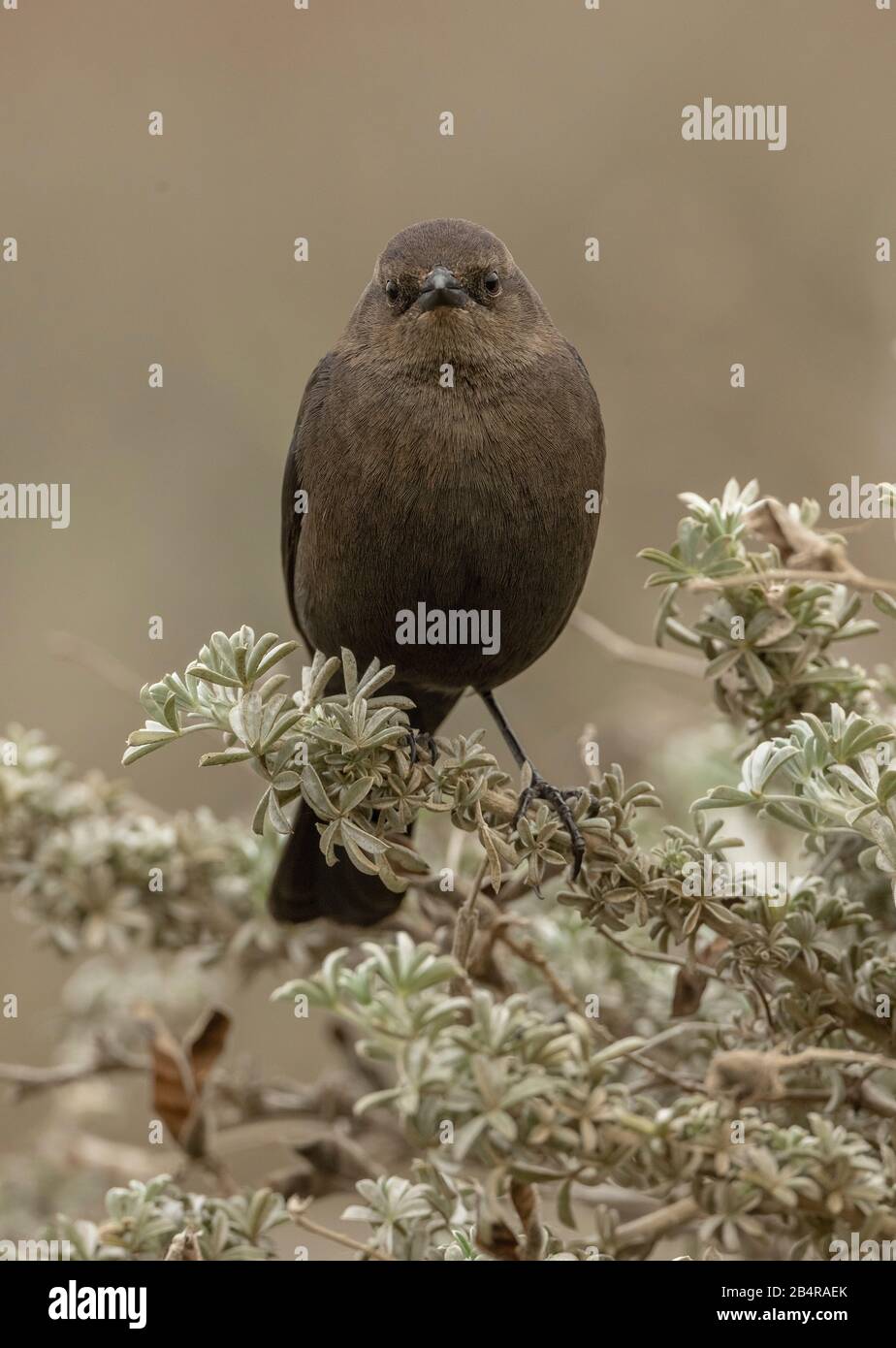 Female Brewer's blackbird, Euphagus cyanocephalus, winter plumage, California coast. Stock Photo