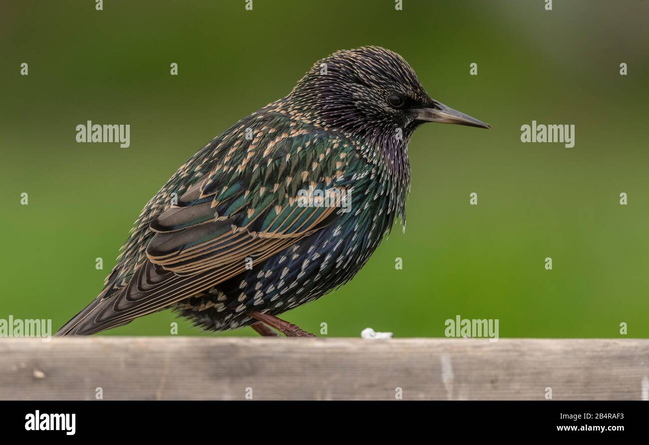 Adult Starling, Sturnus vulgaris, in winter plumage. Stock Photo