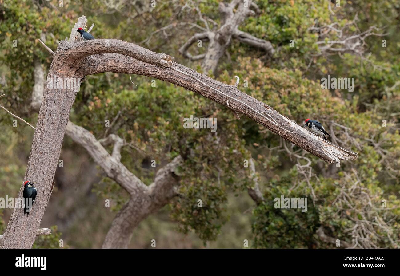 Three Acorn woodpeckers, Melanerpes formicivorus, on their granary tree, central California. Stock Photo