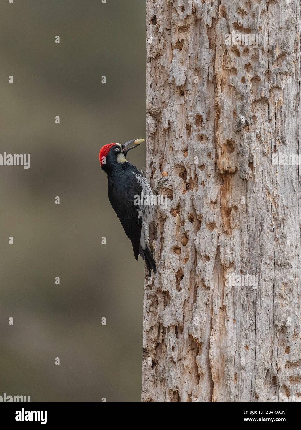 Acorn woodpecker hires stock photography and images Alamy