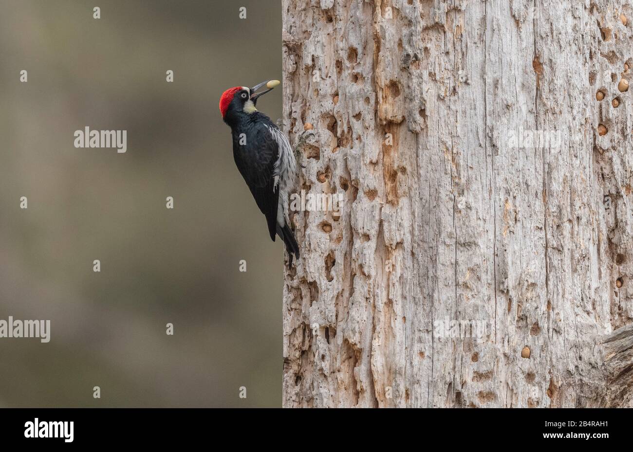 Acorn woodpecker hires stock photography and images Alamy