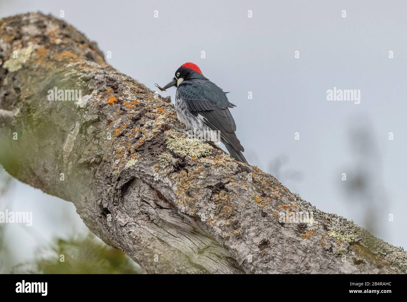 Acorn woodpecker, Melanerpes formicivorus, on their granary tree