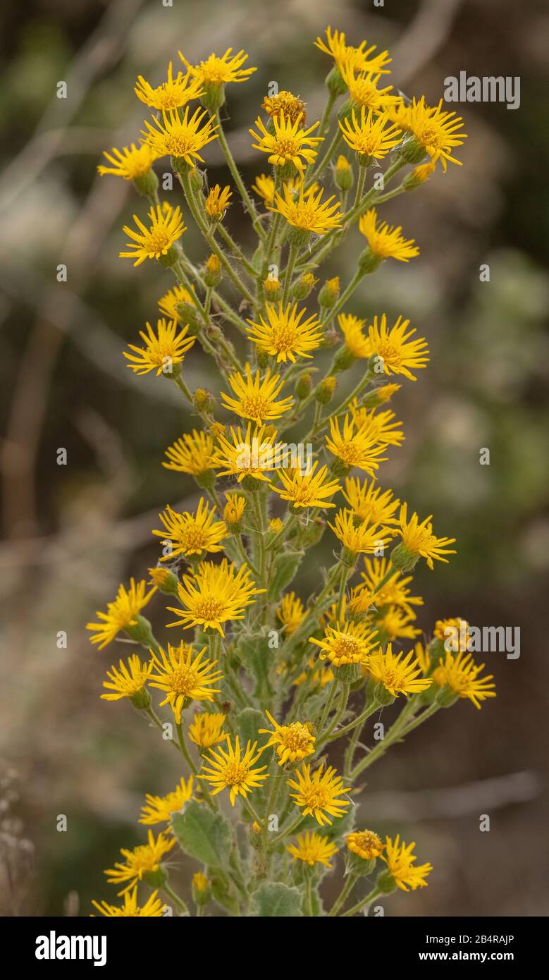 Telegraphweed, Heterotheca grandiflora, in flower on the Californian coast. Endemic to south-west USA. Stock Photo