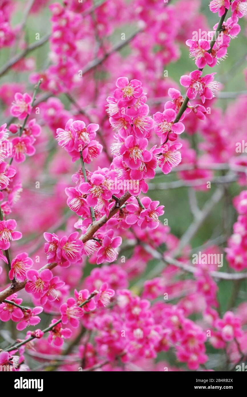 Winter Flowering shrub Prunus mume Beni Chidori Japanese apricot tree spring pink flowers on branches Stock Photo