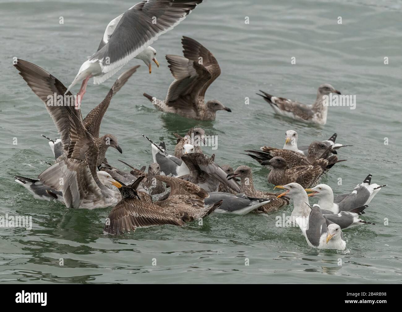 Western gull, Larus occidentalis feeding frenzy for an item of flotsam, coast of central California. Stock Photo