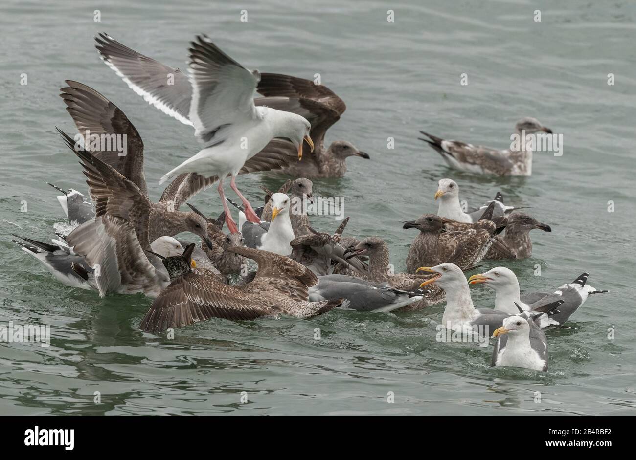 Western gull, Larus occidentalis feeding frenzy for an item of flotsam, coast of central California. Stock Photo