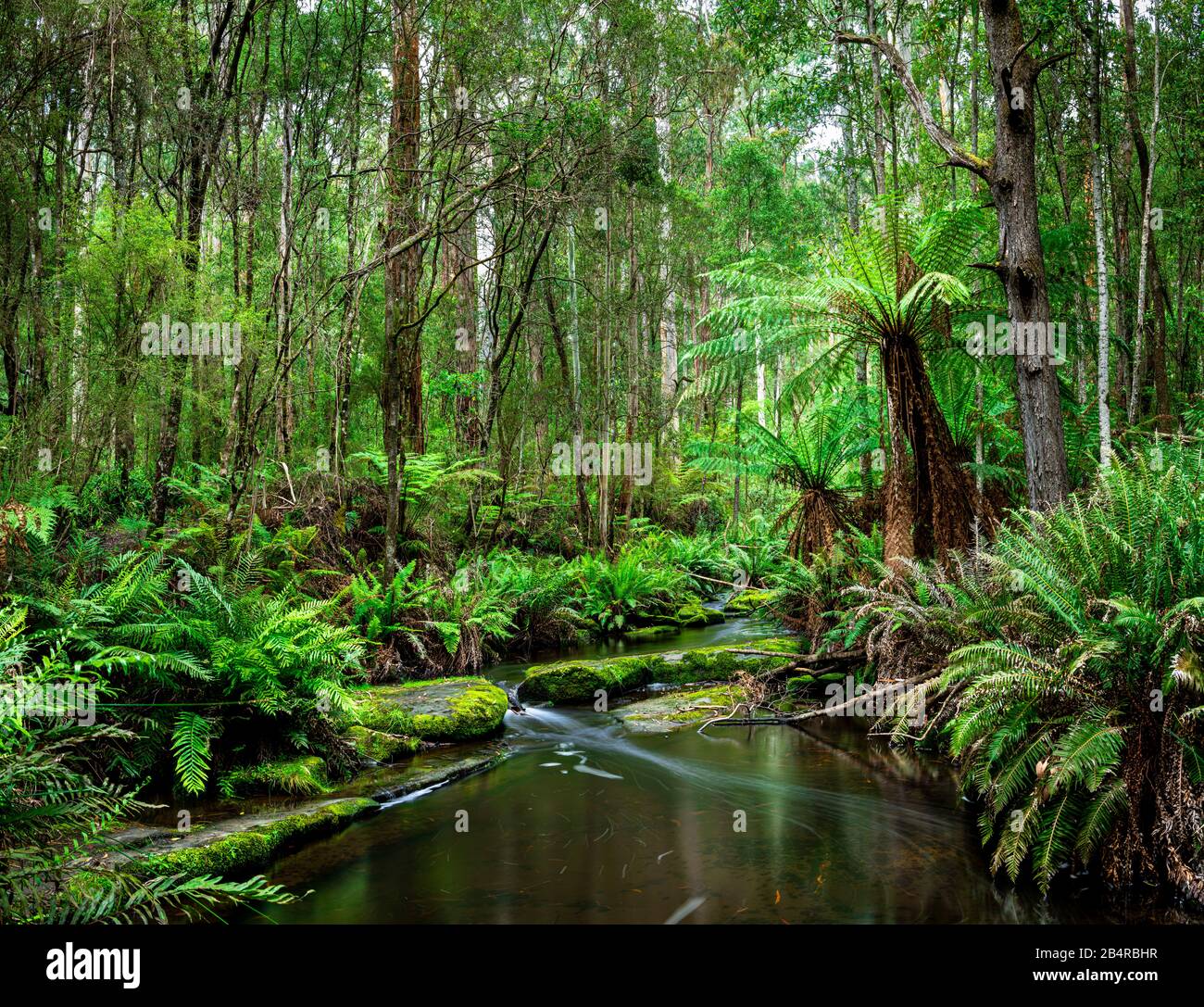 A stream through the rainforest in Great Otway National Park, along the Great Ocean Road region in Victoria, Australia. Stock Photo