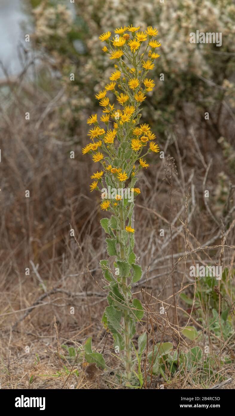 Telegraphweed, Heterotheca grandiflora, in flower on the Californian coast. Endemic to south-west USA. Stock Photo
