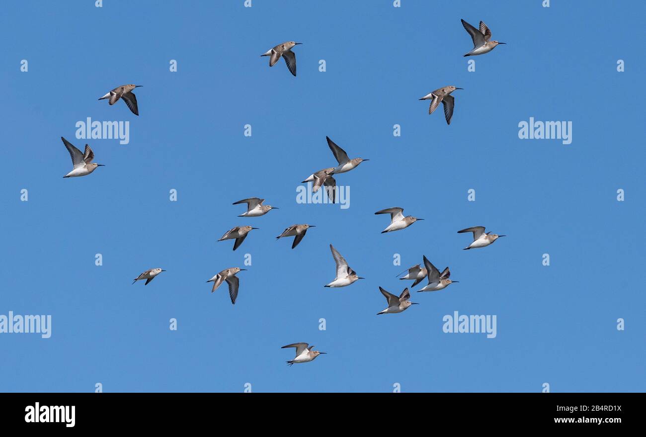 Flock of Dunlin, Calidris alpina pacifica, on californian coast, early winter. Stock Photo