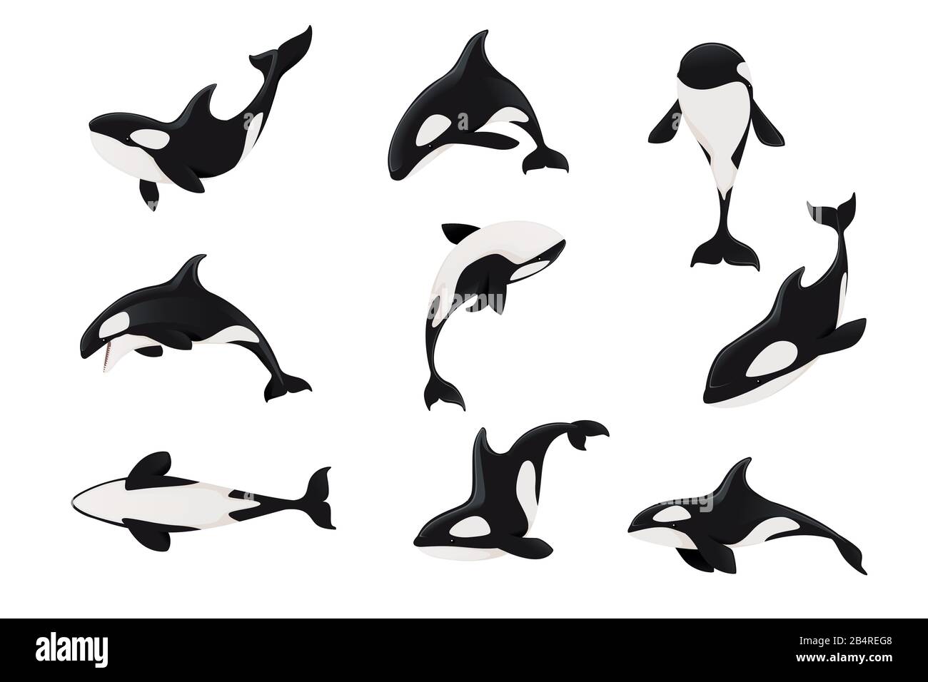 Set of killer whale(Orcinus orca) cartoon animal design ocean mammal orca flat vector illustration isolated on white background. Stock Vector