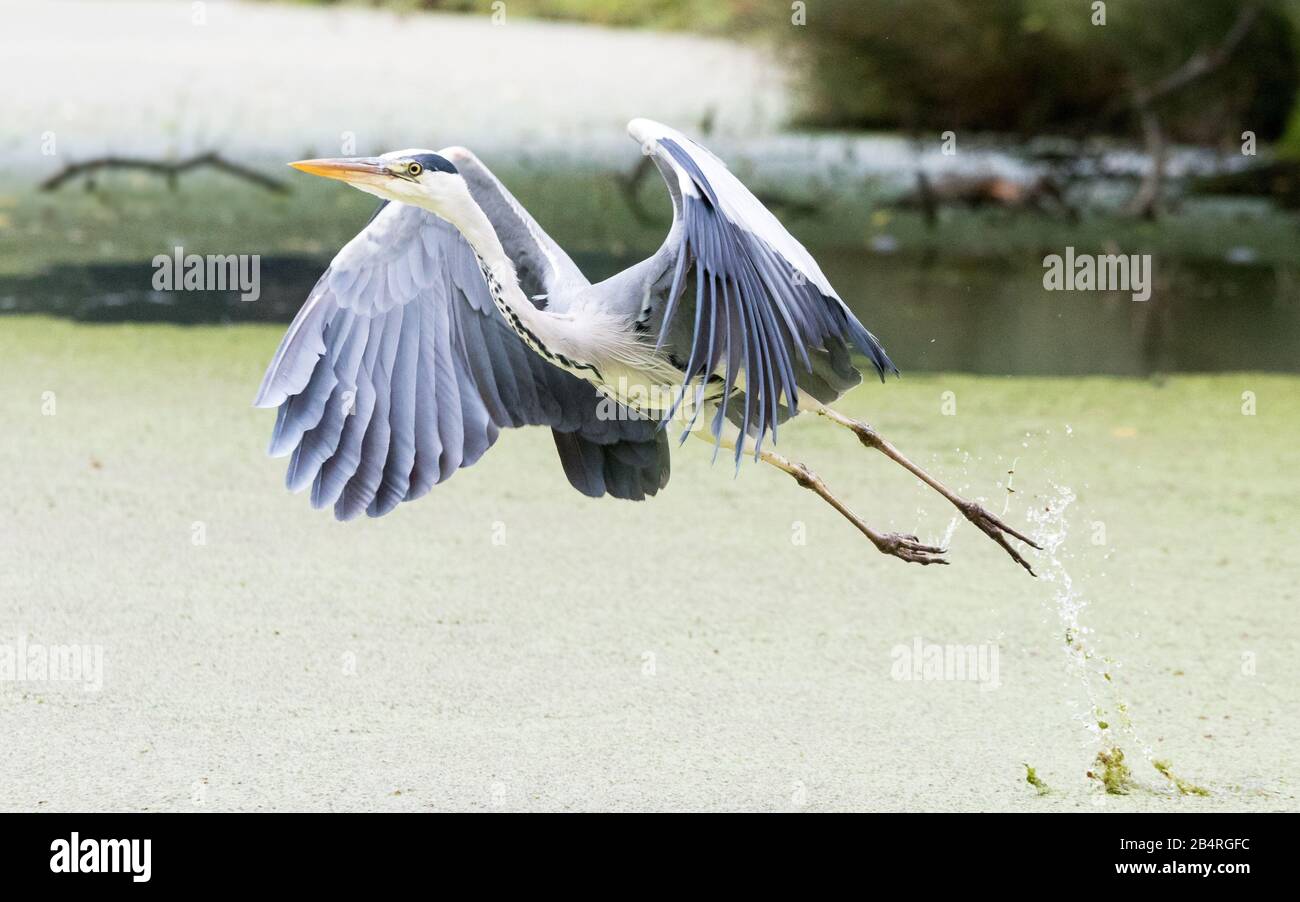 A startled grey heron takes flight over a lake in Bushy Park, West London Stock Photo