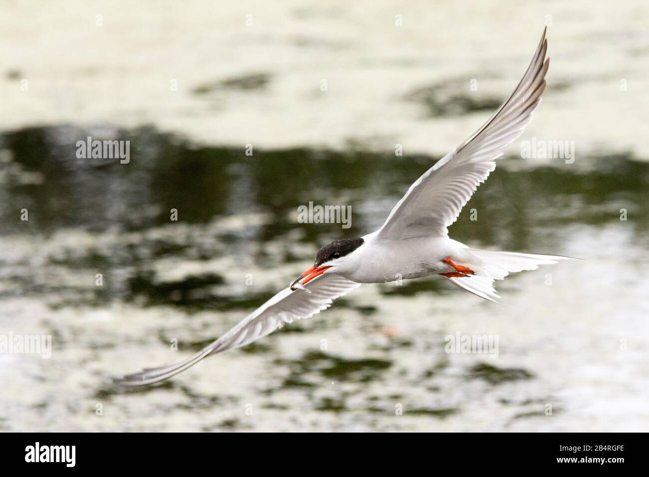 A common tern, with a fish in its beak, swoops over a lake in Bushy Park, West London Stock Photo