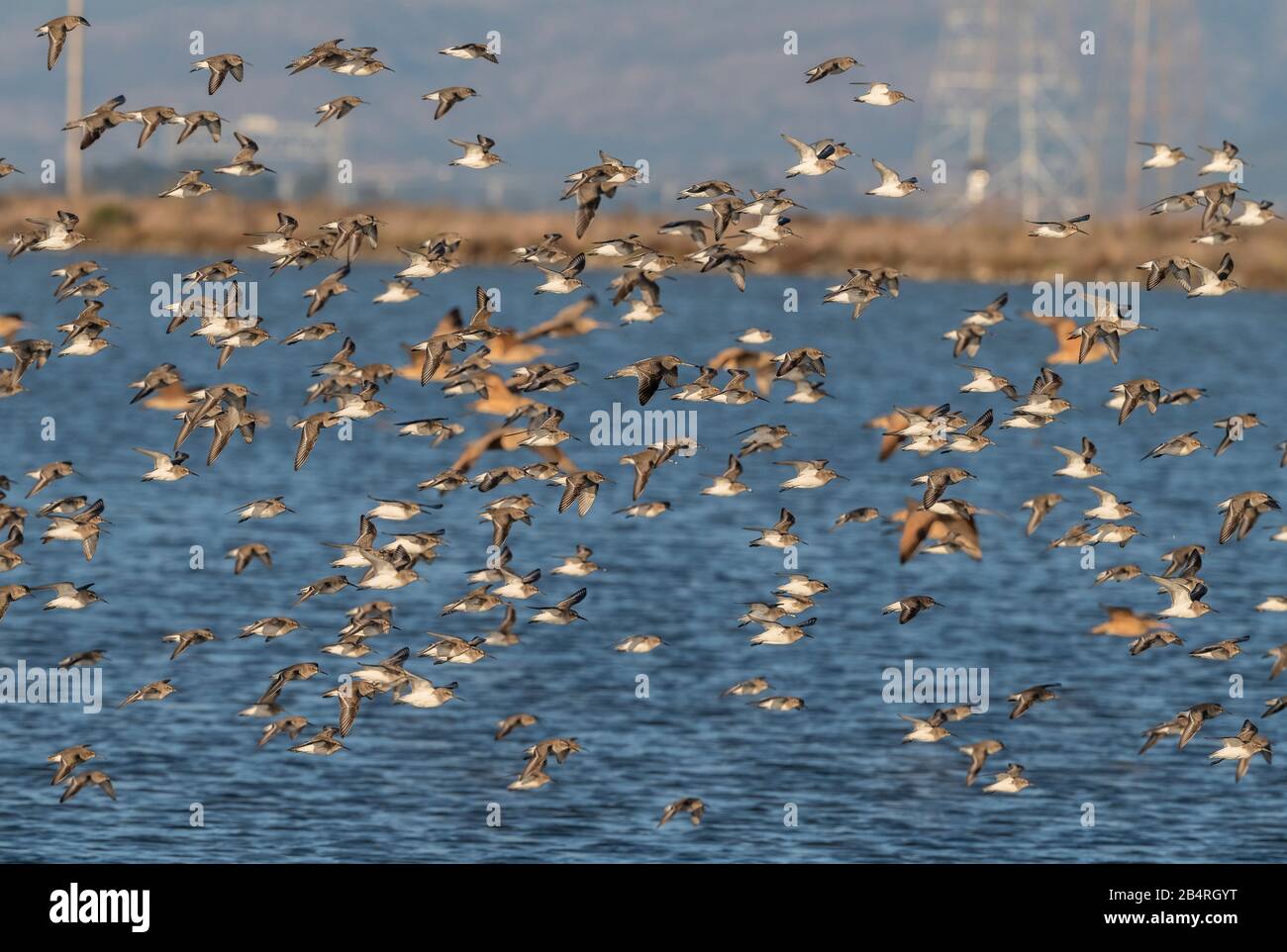 Flock of Dunlin, Calidris alpina pacifica, in flight over coastal lagoon, California. Stock Photo