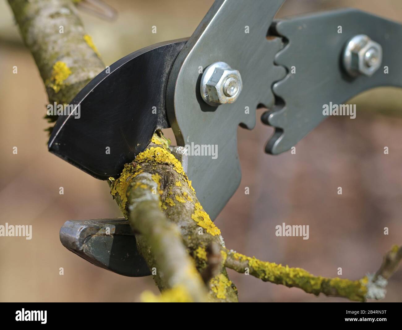 cutting old tree branches with anvil pruning shear, close up Stock Photo