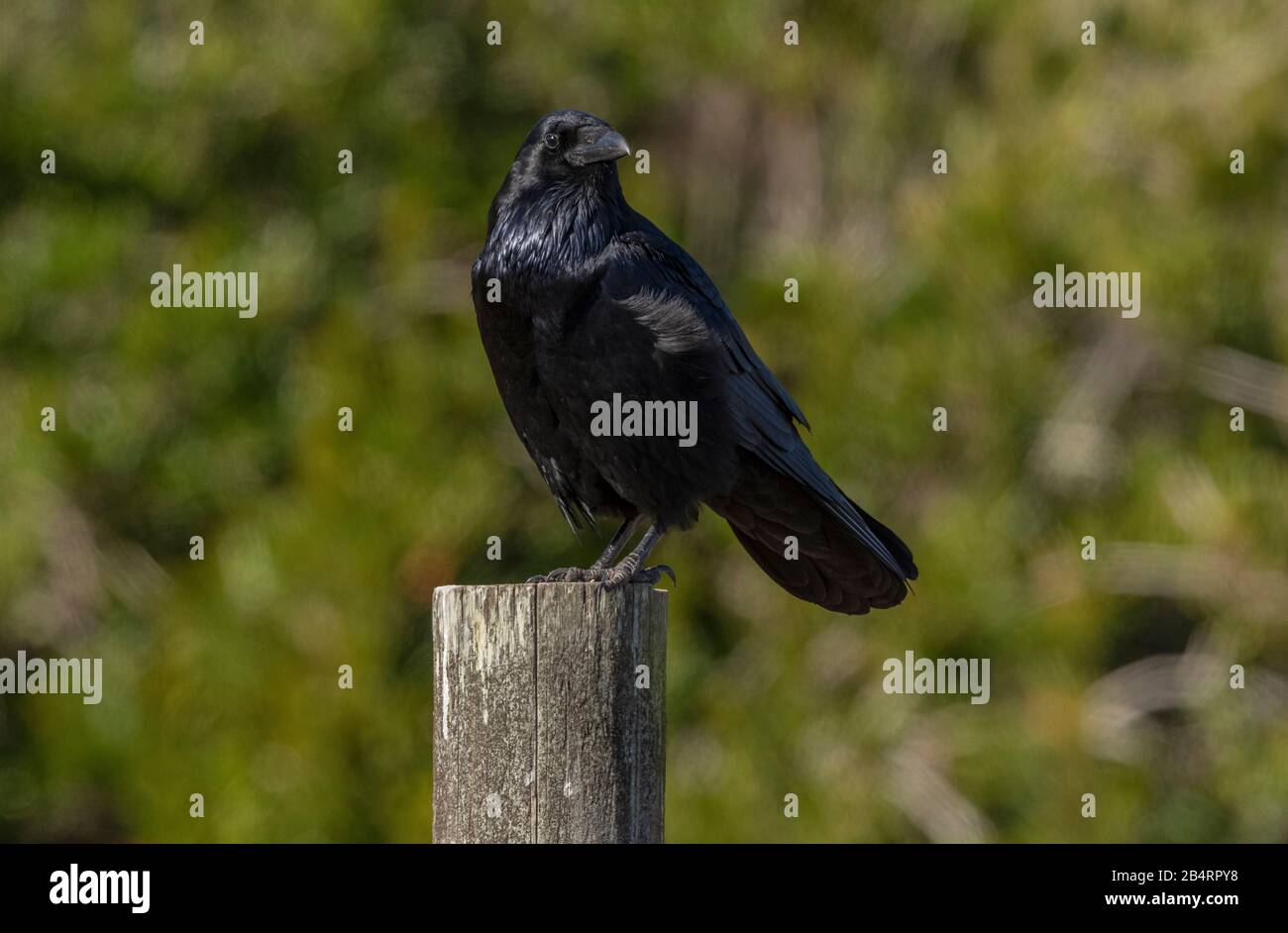 Raven, Corvus corax, perched on post. Stock Photo