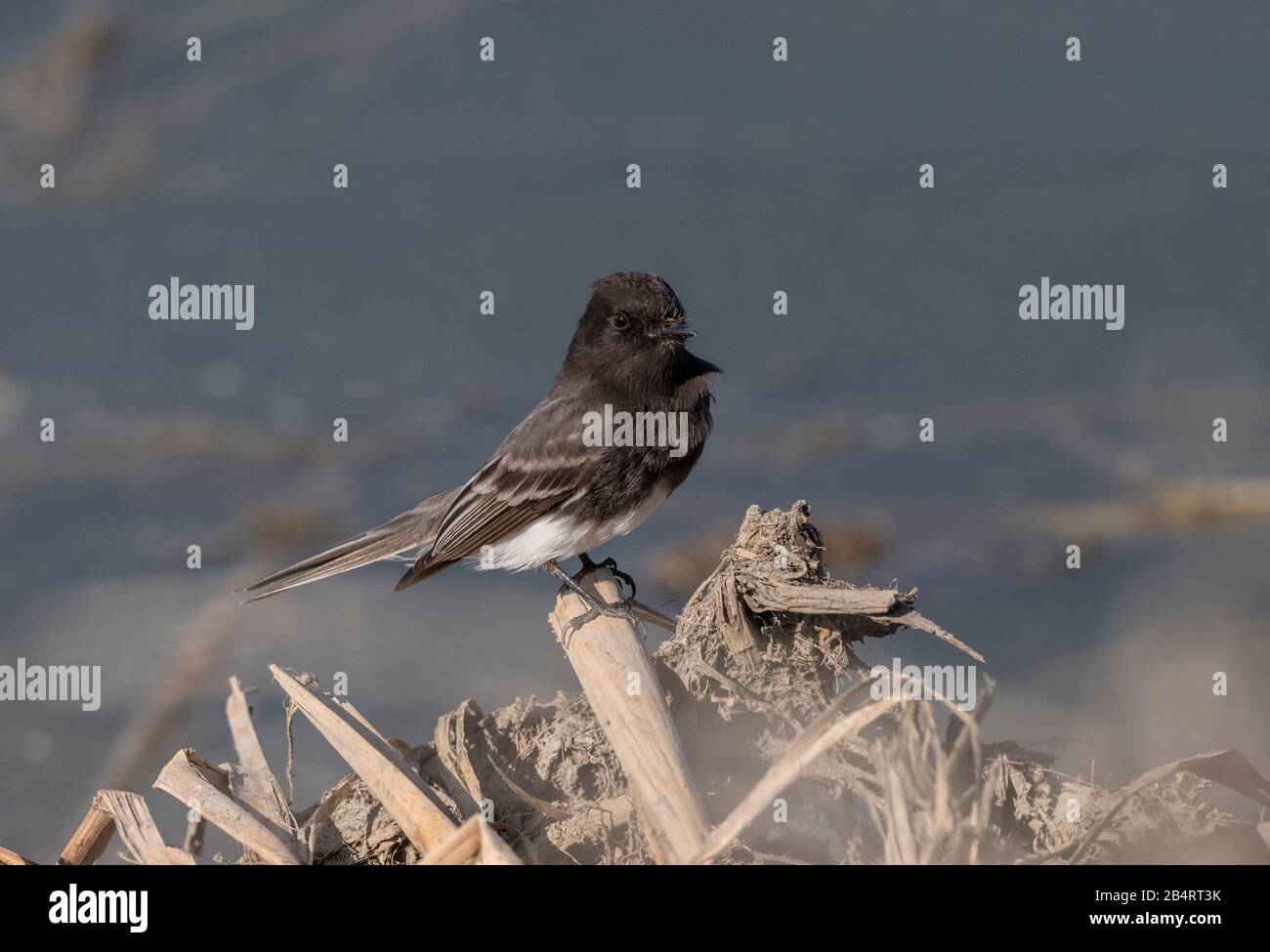 Black phoebe, Sayornis nigricans, hunting for insects. California. Stock Photo