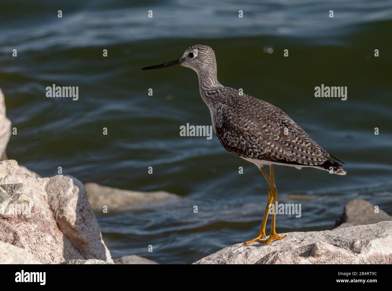 Greater Yellow-legs, Tringa melanoleuca, perched on lakeside rock ...