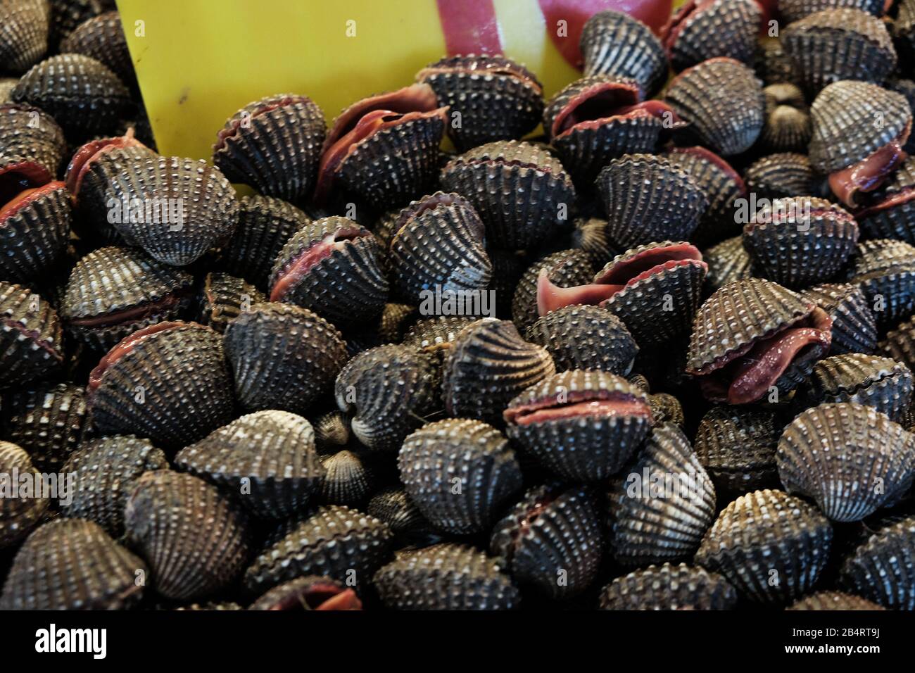 Blood clams hires stock photography and images Alamy