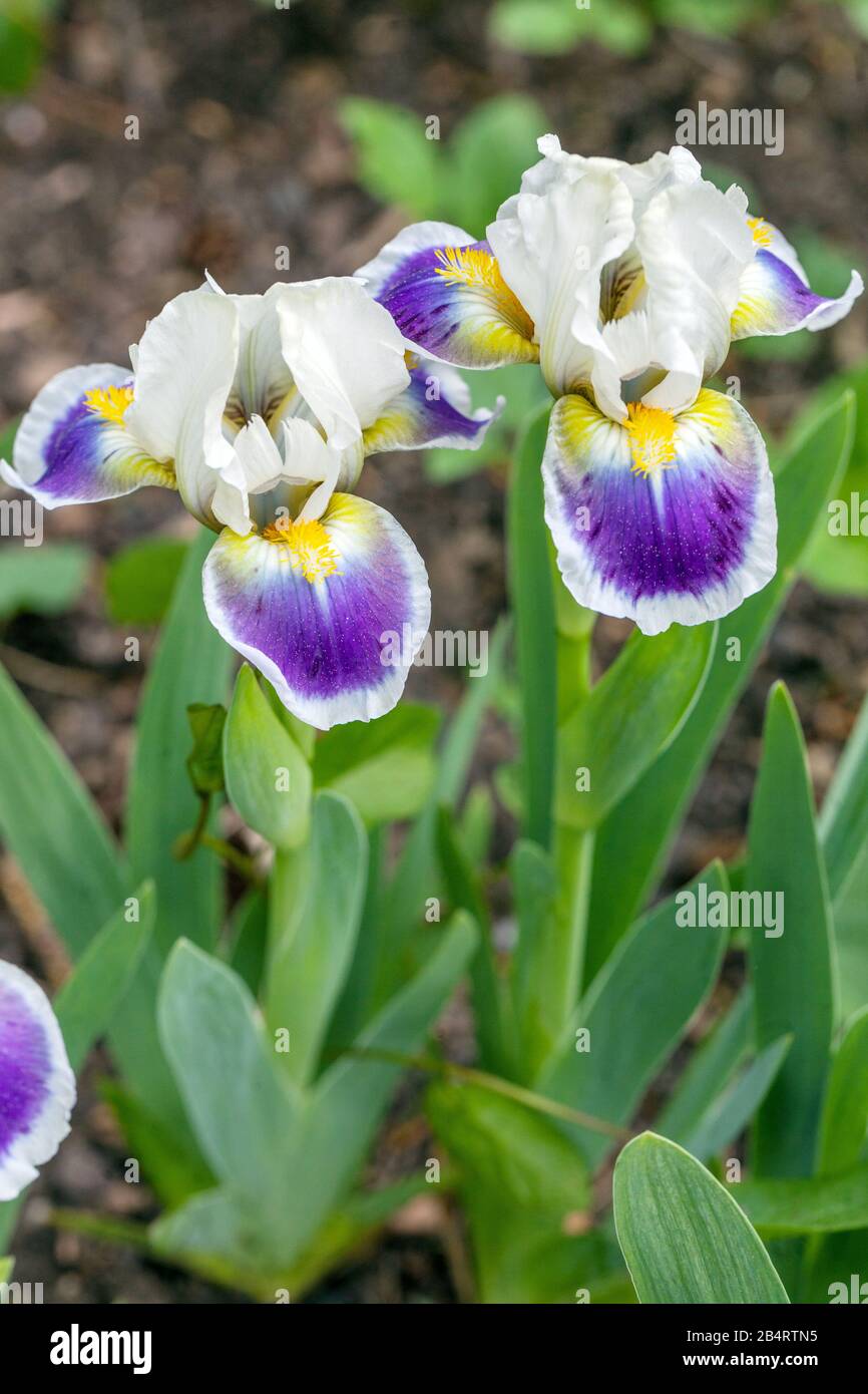 Standard Dwarf Bearded Iris Iris 'Mikey Likes It' Stock Photo