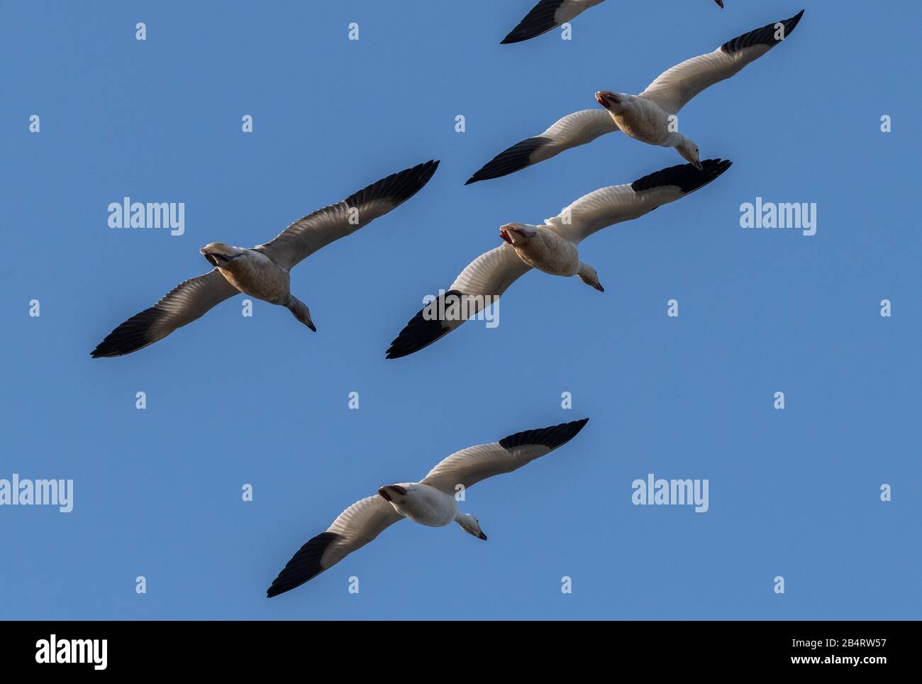 Group of Ross's goose, Anser rossii, in flight in early winter, California. Stock Photo