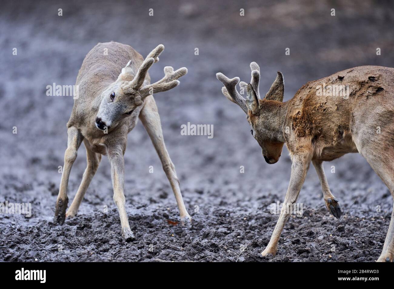 Two roe bucks fighting for dominance Stock Photo