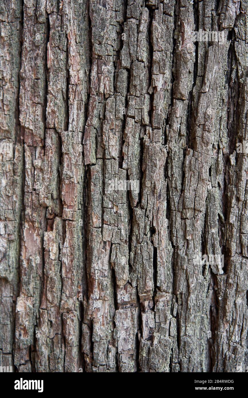Closeup of tree bark with long deep cracks Stock Photo Alamy
