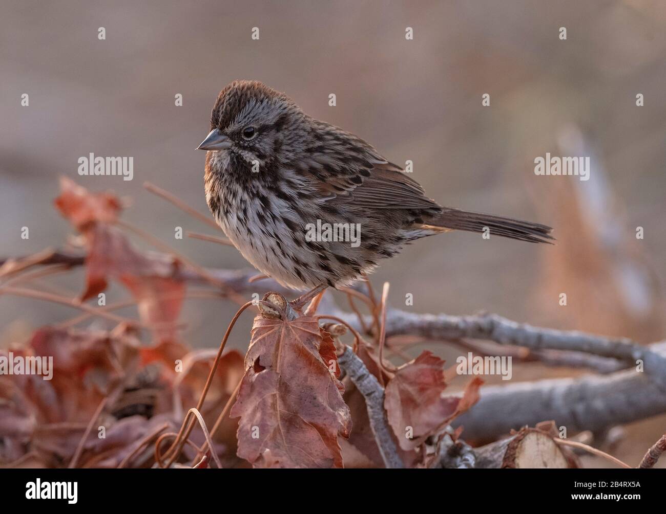 Song sparrow, Melospiza melodia, perched on woodpile in coastal scrub, California. Stock Photo