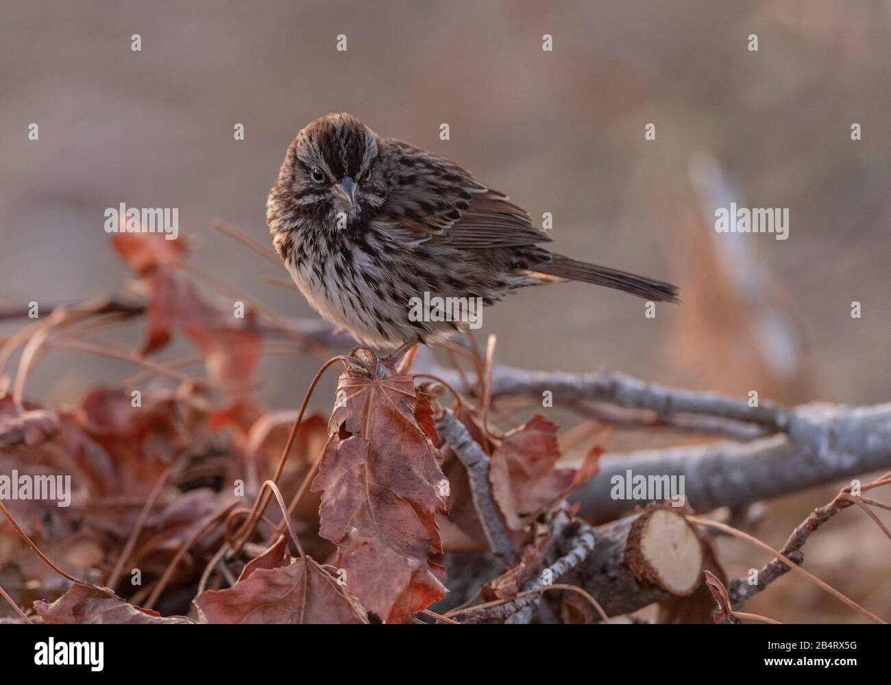 Song sparrow, Melospiza melodia, perched on woodpile in coastal scrub, California. Stock Photo