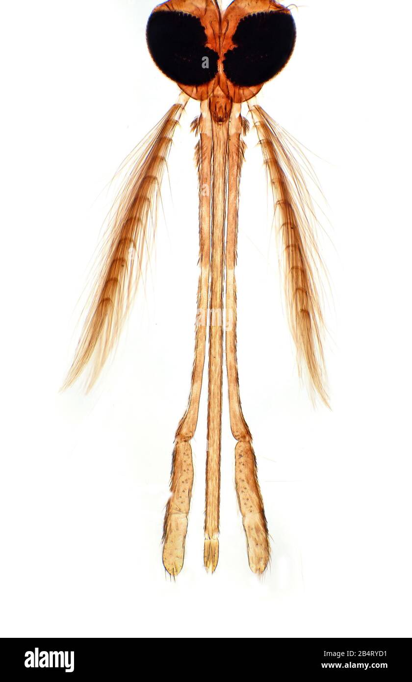 Anopheles mosquito mouthparts (male Stock Photo - Alamy