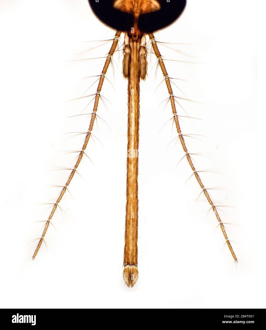 Culex pipiens mosquito mouthparts (female) Stock Photo