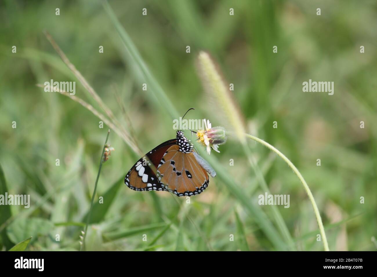 Projapoti hi-res stock photography and images - Alamy