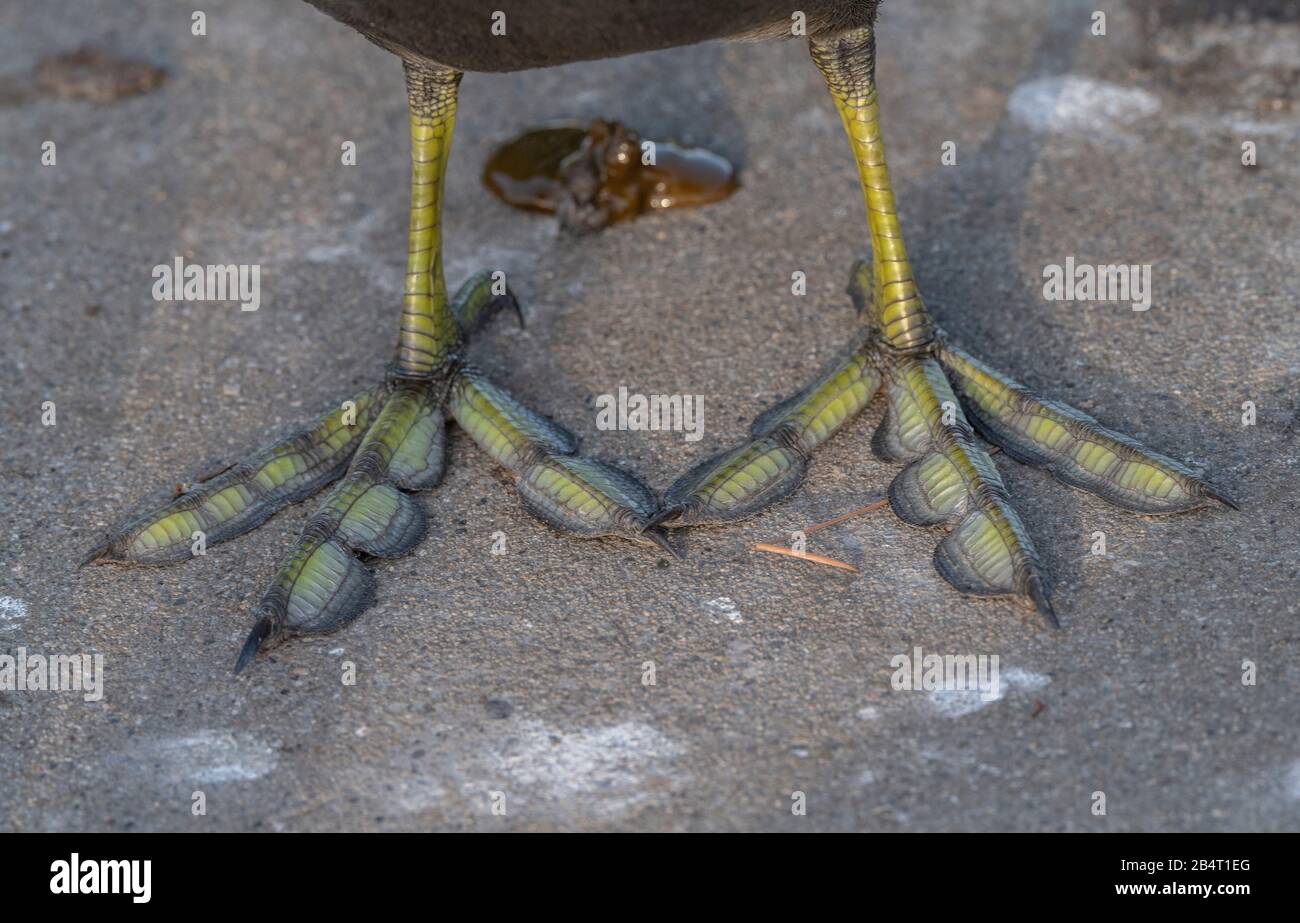 Feet and legs of American coot, Fulica americana, California Stock