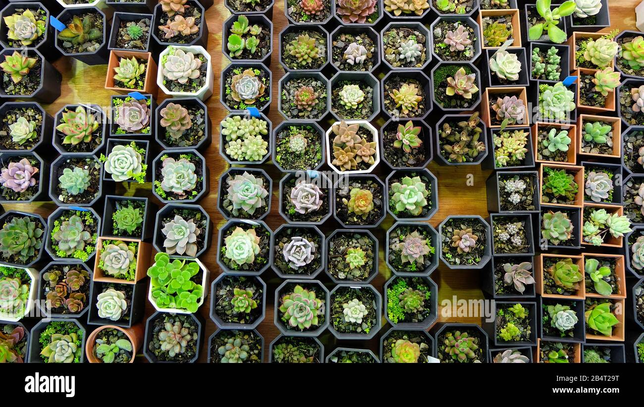 A variety of succulent plants in tiny pots, arranged next to one another. Top view. Stock Photo