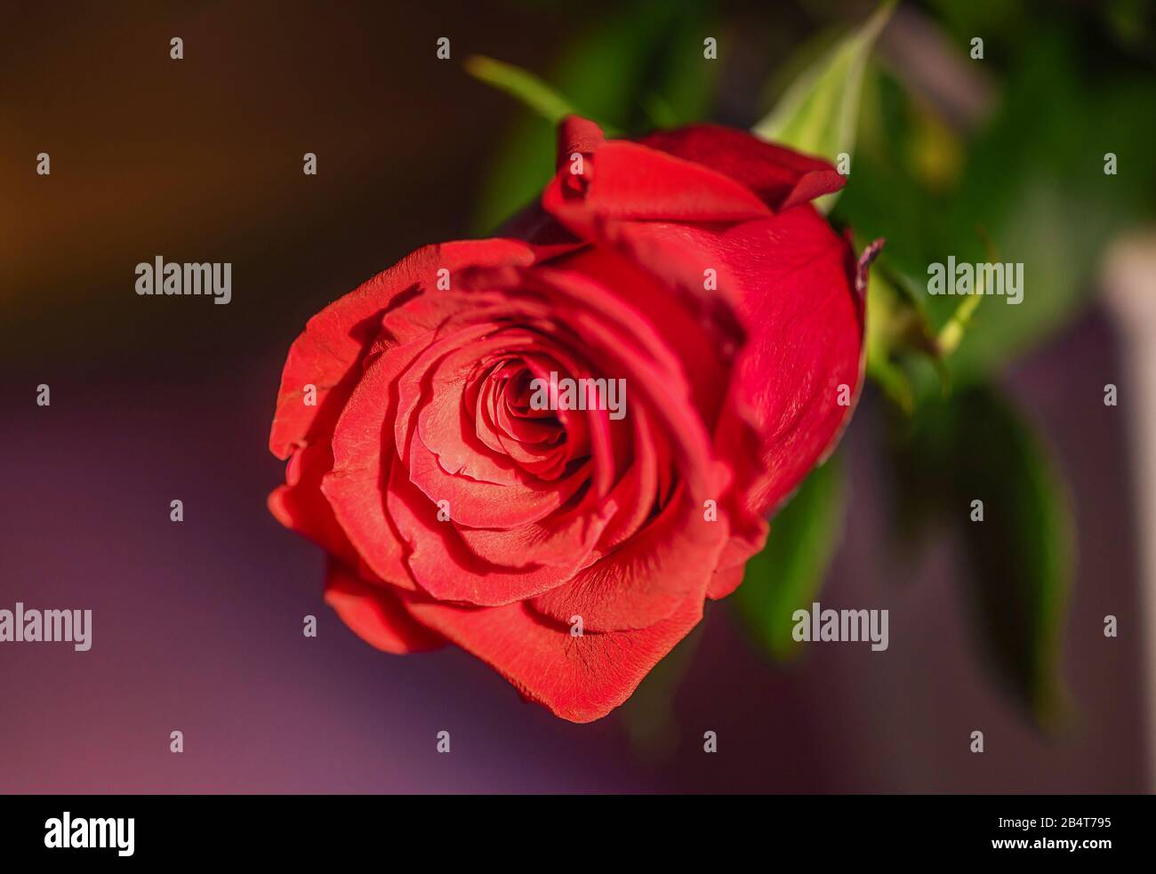 Close up of a red rose flower. Rose petals. Stock Photo
