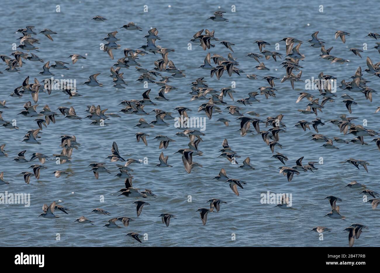 Western sandpiper, Calidris mauri, flock (with a few dunlin) on the shoreline at Mclaughlin Eastshore State Park, California Stock Photo