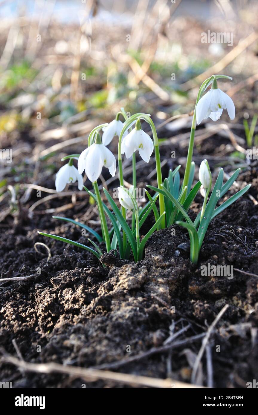 Schneglöckchen im März kündigen den Frühling an. Stock Photo