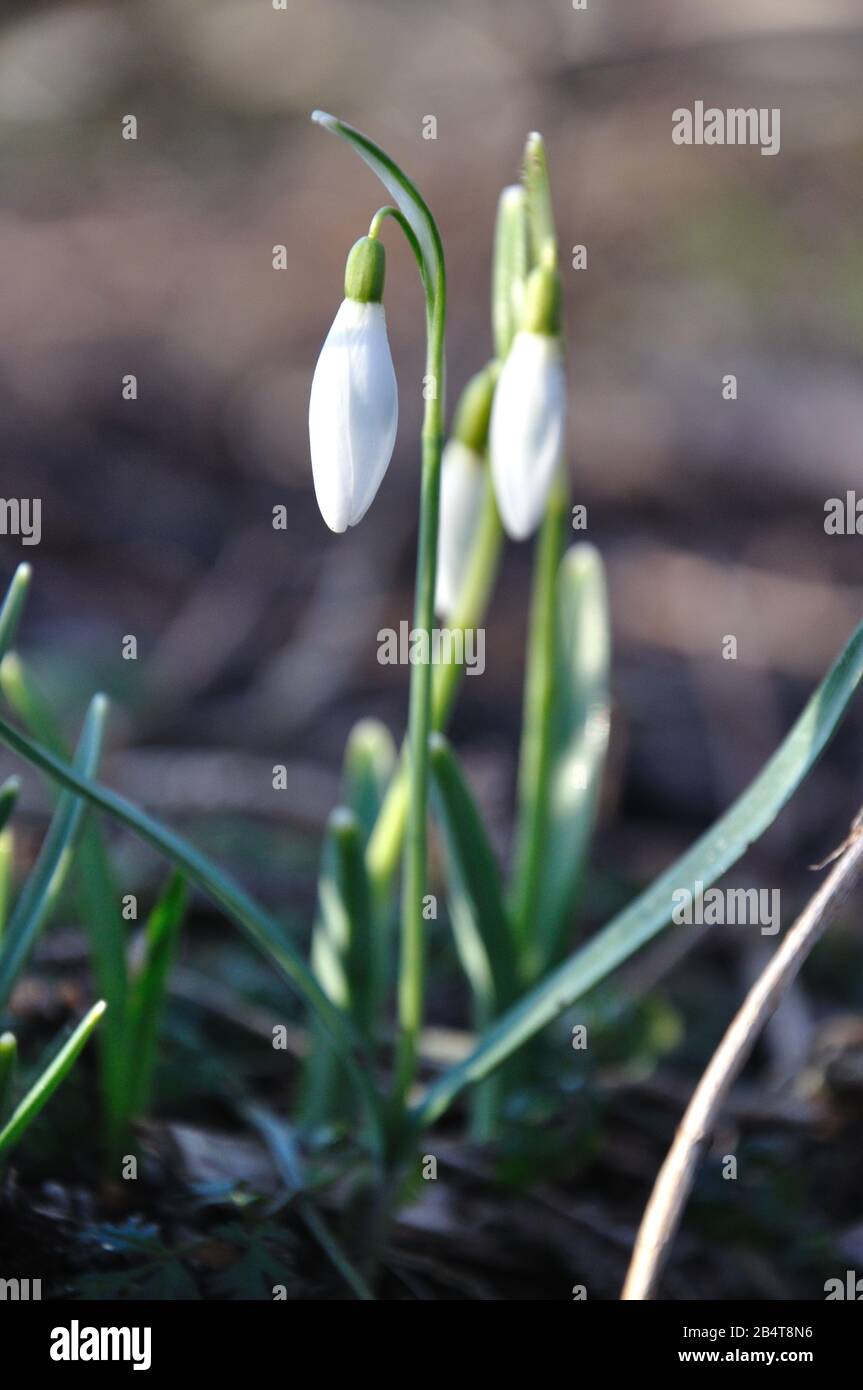 Schneglöckchen im März kündigen den Frühling an. Stock Photo