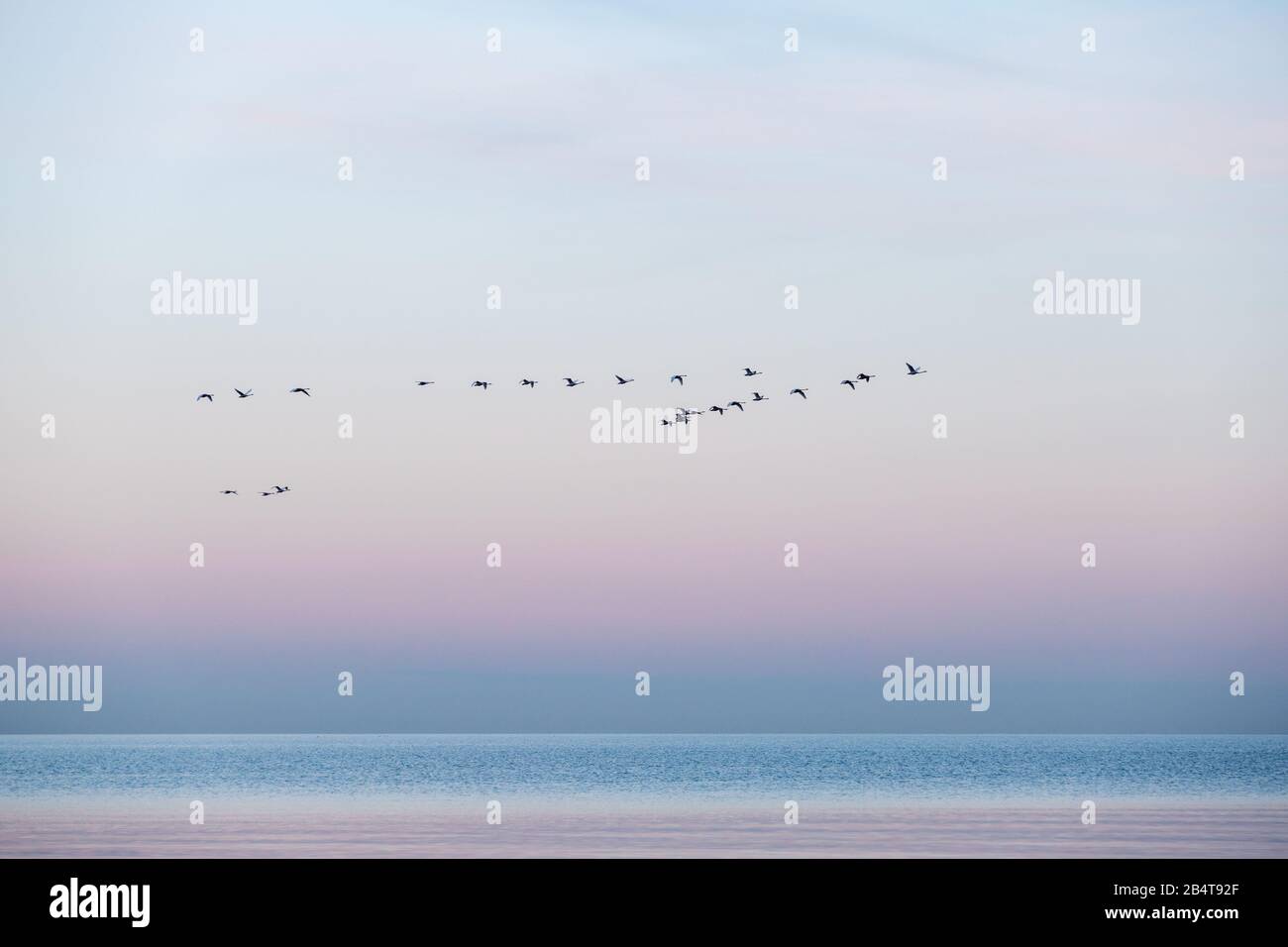 Minimalistic seascape of the baltic sea at sunrise with a flock of whooper swans crossing the water and beautiful colors, Sehlendorf, Schleswig-Holste Stock Photo