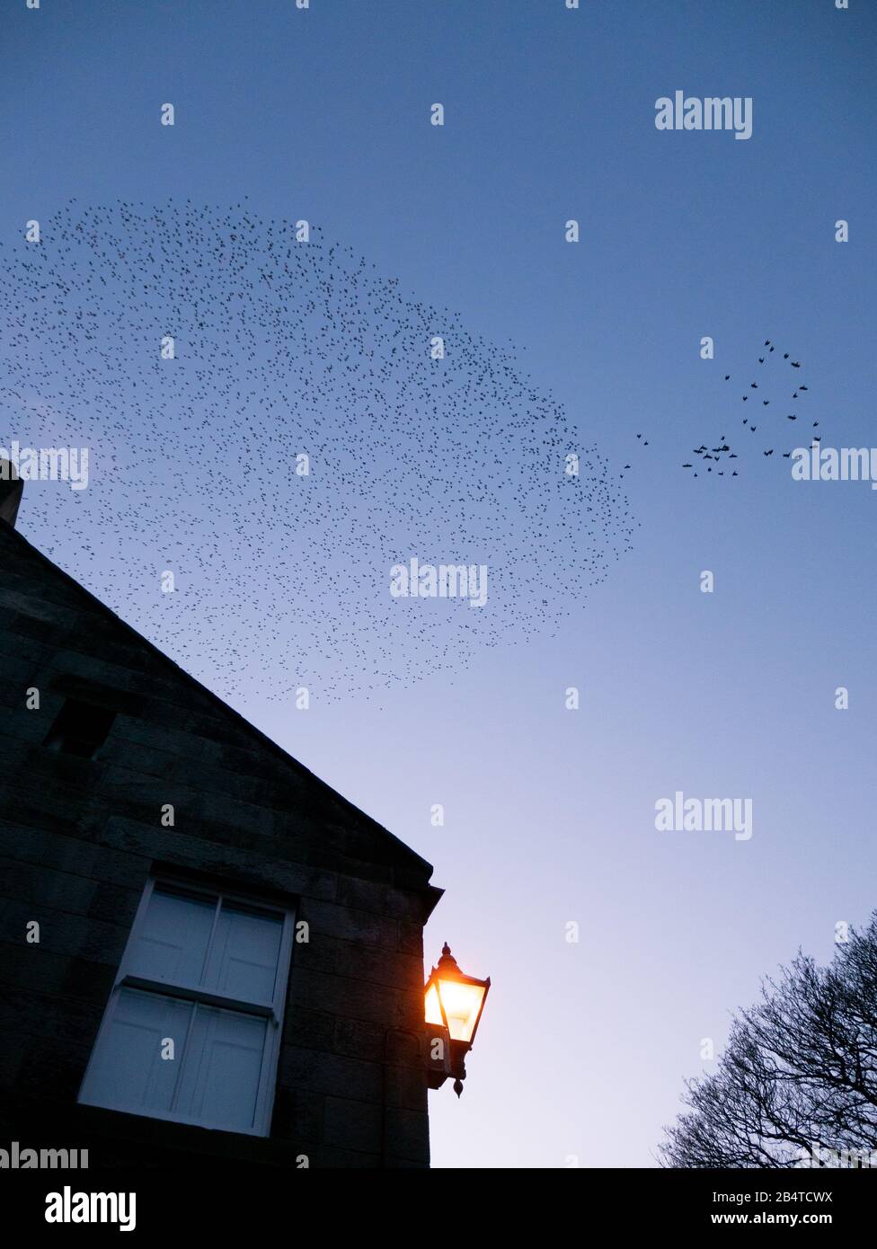 A murmuration of starlings flying over the high street in Rothbury ...