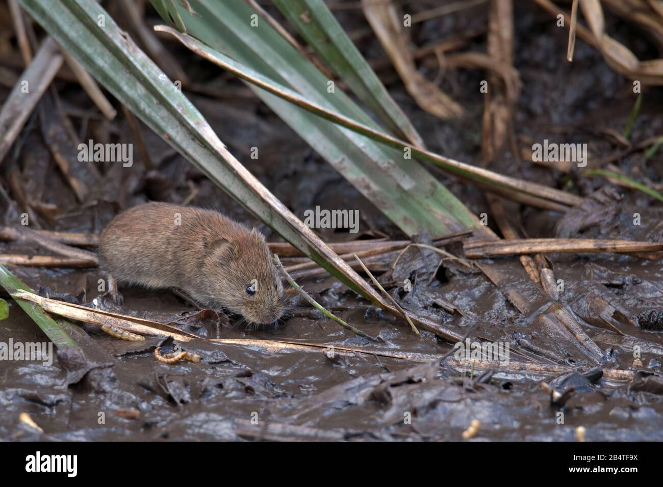 Field vole looking for food in the mud. Stock Photo