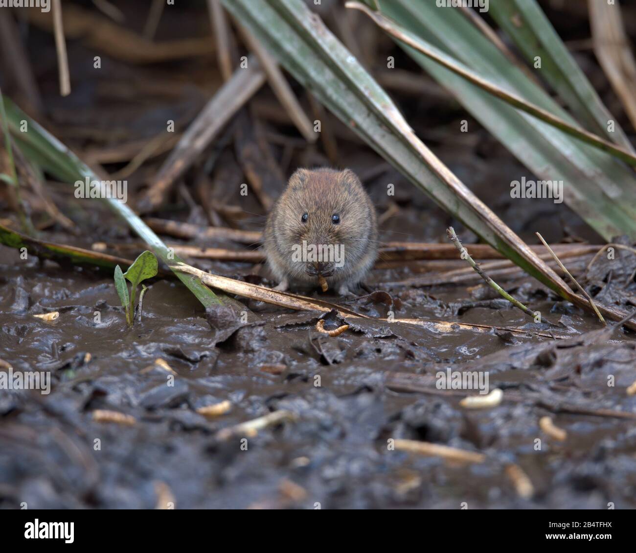 Field vole looking for food in the mud. Stock Photo