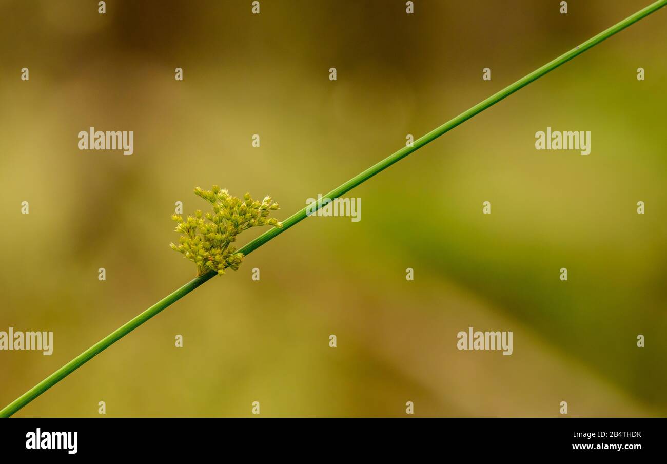 inflorescence of common rush or soft rush grass reed (juncus effusus), detail Stock Photo