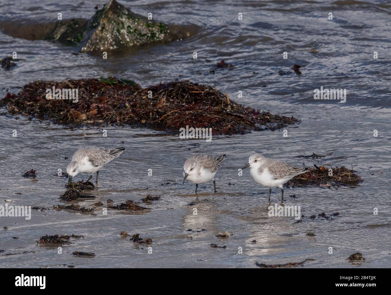 Sanderlings, Calidris alba,foraging for food along the tide line. Stock Photo