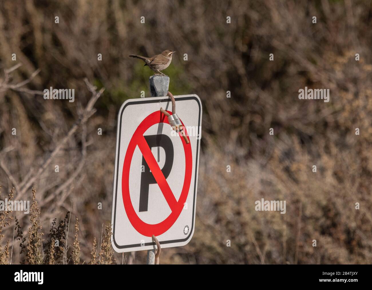 Bewick's wren, Thryomanes bewickii, on No Parking sign at Point lobos state reserve, winter, California. Stock Photo